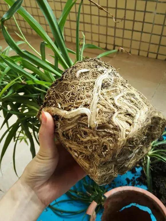 吊兰绿萝怎么换土,绿萝和吊兰用什么土壤