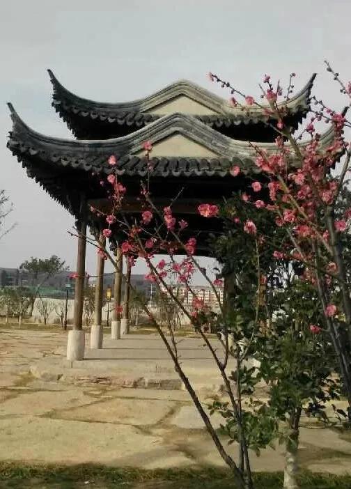 徐州中学来啦！市政府打造重点学校！这个区域未来可期