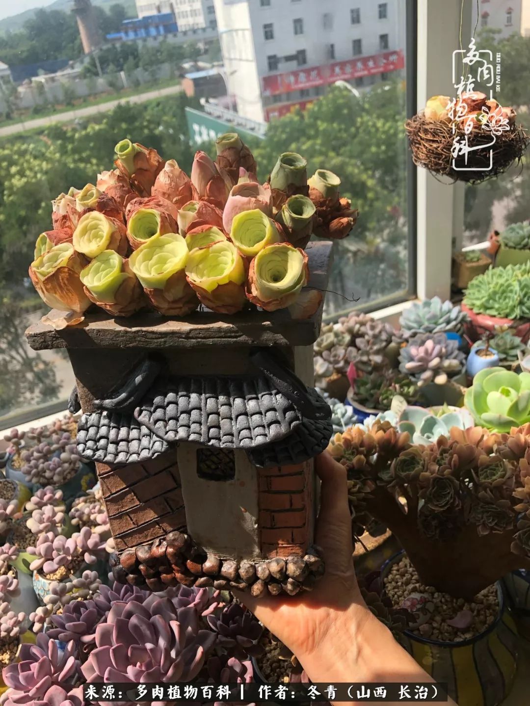 阳台养多肉徒长怎么办,阳台养多肉养殖方法和注意事项