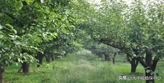 怎么除草又快又省力,除草用什么方法最省钱