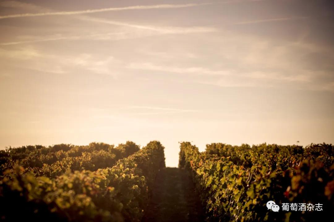 拉菲集团全系列产品图,拉菲集团旗下葡萄酒