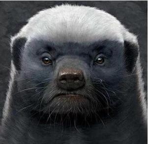 你们吃的野味蜜獾，居然是称霸非洲的平头哥