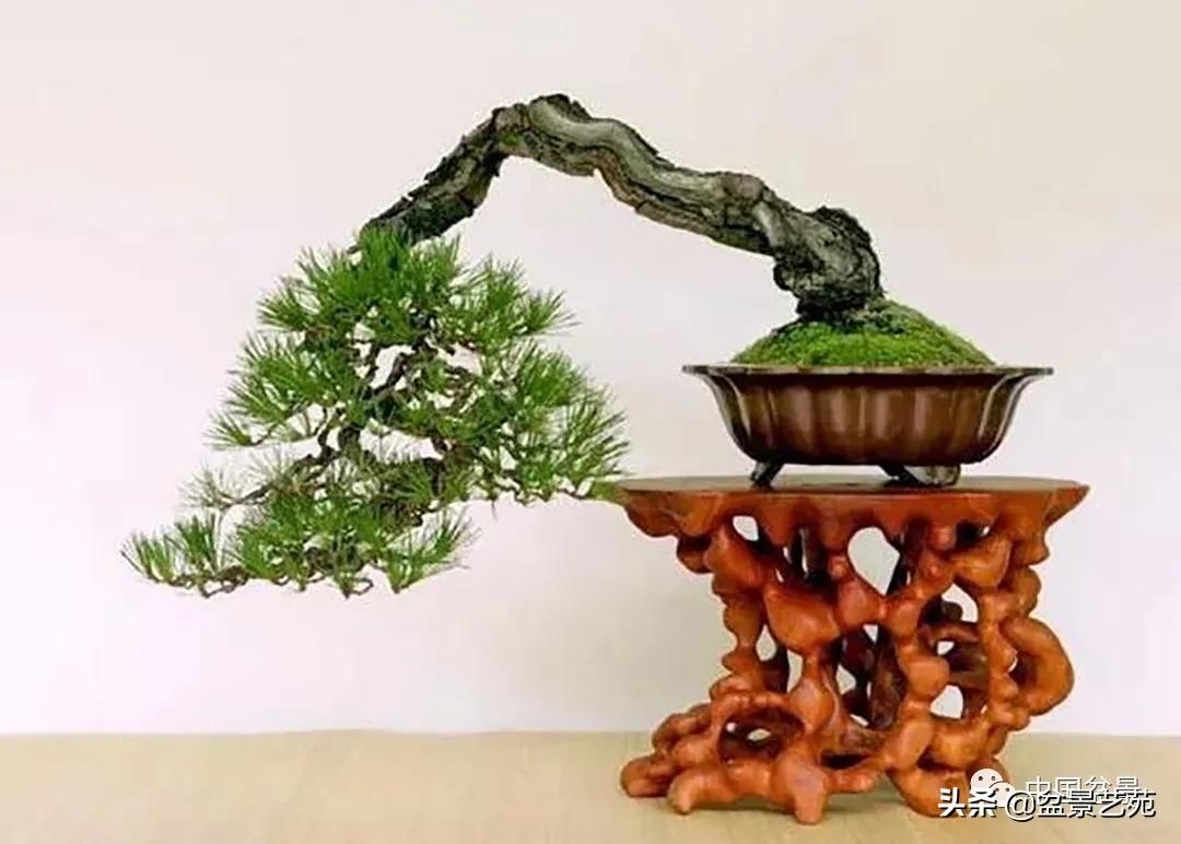 盆景不是一招一式就能完成的,盆景各有各的玩法不用攀比