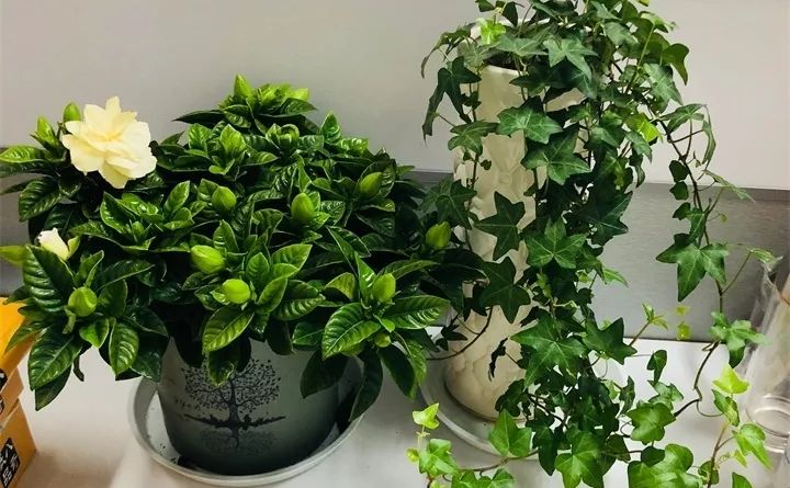 刚到家的花很好没多久就黄叶,买回来的花很快就蔫的原因