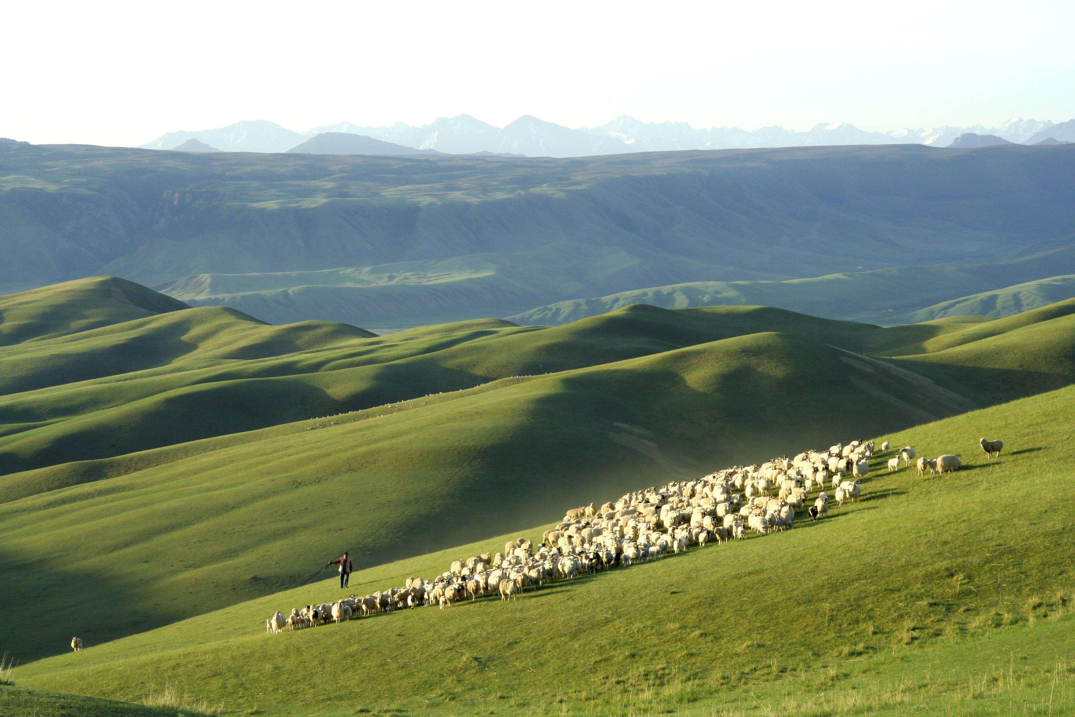 甘南自驾游景点,西安到甘南10天自驾游攻略
