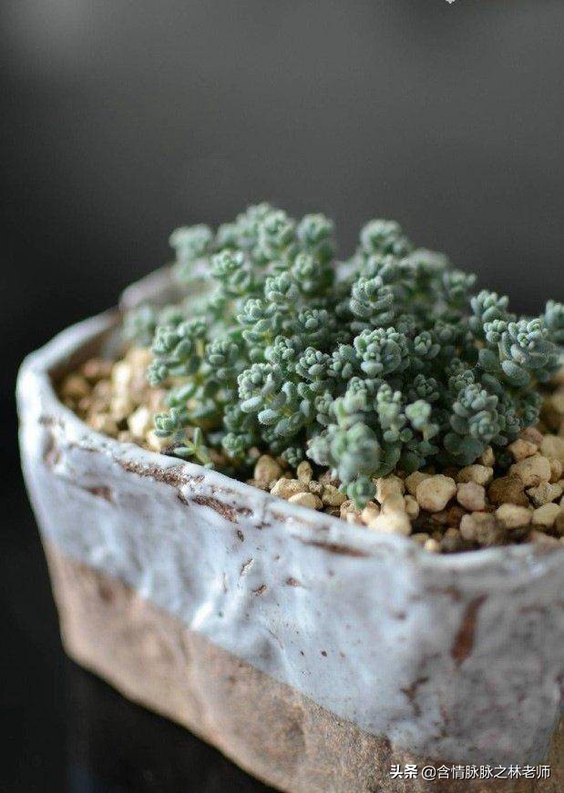 室内三种最旺家庭养植物,家居绿植哪些不适宜养