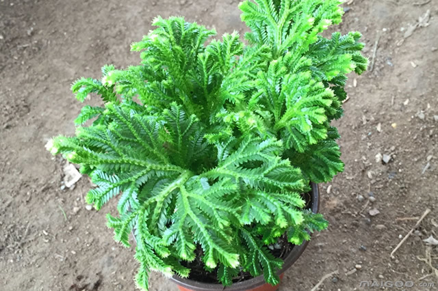 世界上10大最奇特的植物,世界上最奇特的植物叫什么名字