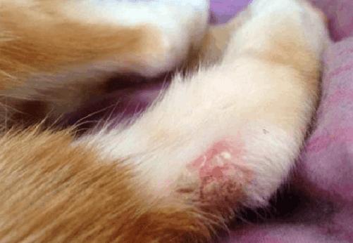 猫咪的脚受伤了该怎么治疗,猫咪脚肿了怎么快速消肿