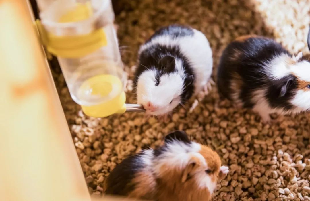 1只能卖50元，成本5块不到，城里“弄潮儿”都爱养，致富新路子