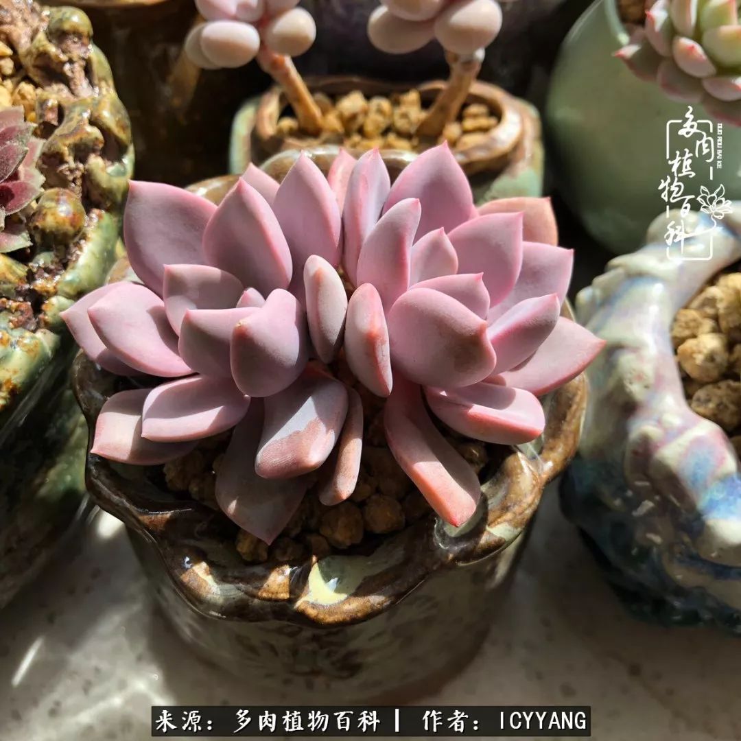 多肉隔着玻璃晒太阳效果好吗,隔着玻璃养的多肉照样长得好