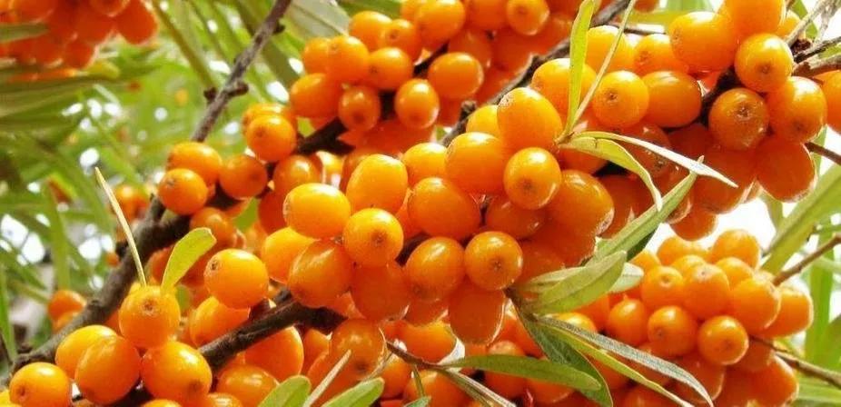 各种水果吃法时间表,7种水果要经常给孩子吃