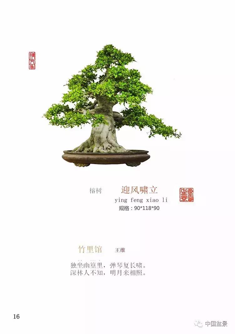 陈文图老师,陈文图盆景欣赏