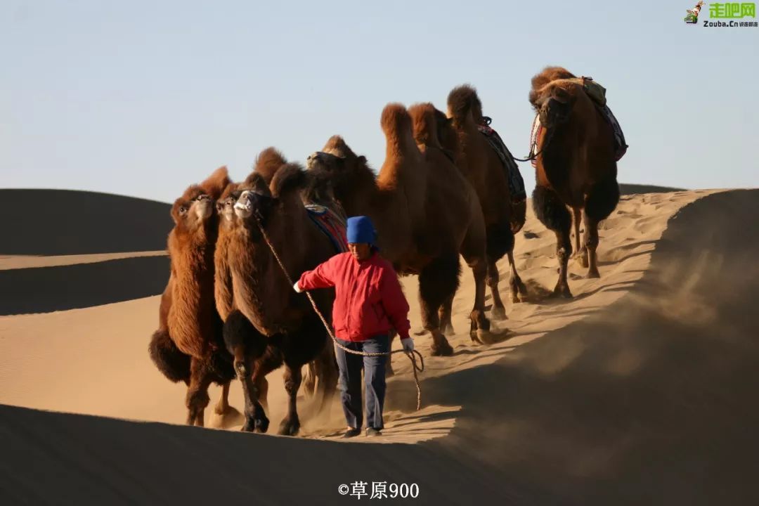 额济纳胡杨林自驾游详细攻略,宝鸡自驾往额济纳胡杨林攻略