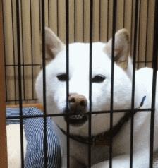 为什么吐舌,宝宝总是吐舌头什么原因