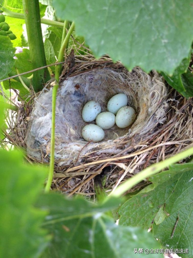 法国葡萄园工人收入,在法国葡萄酒厂打工赚钱吗