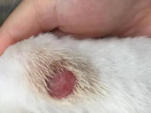 一觉醒来，家里的狗子秃顶了？！