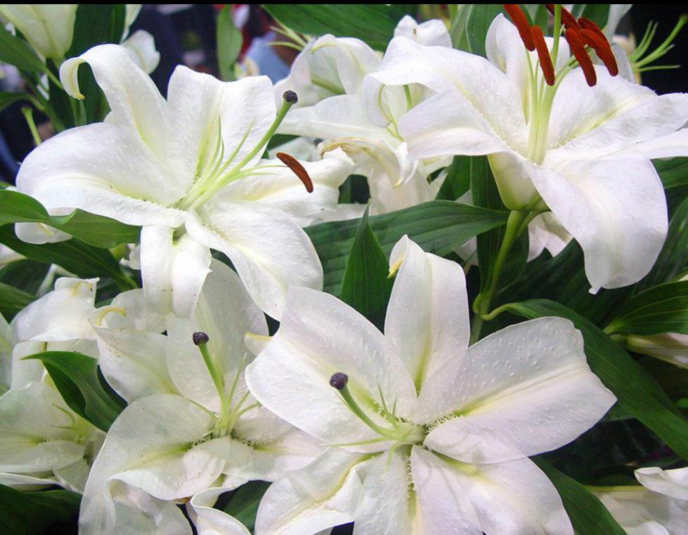 百合花如何养才能活得时间更长,百合花养花怎么才能让花期持久