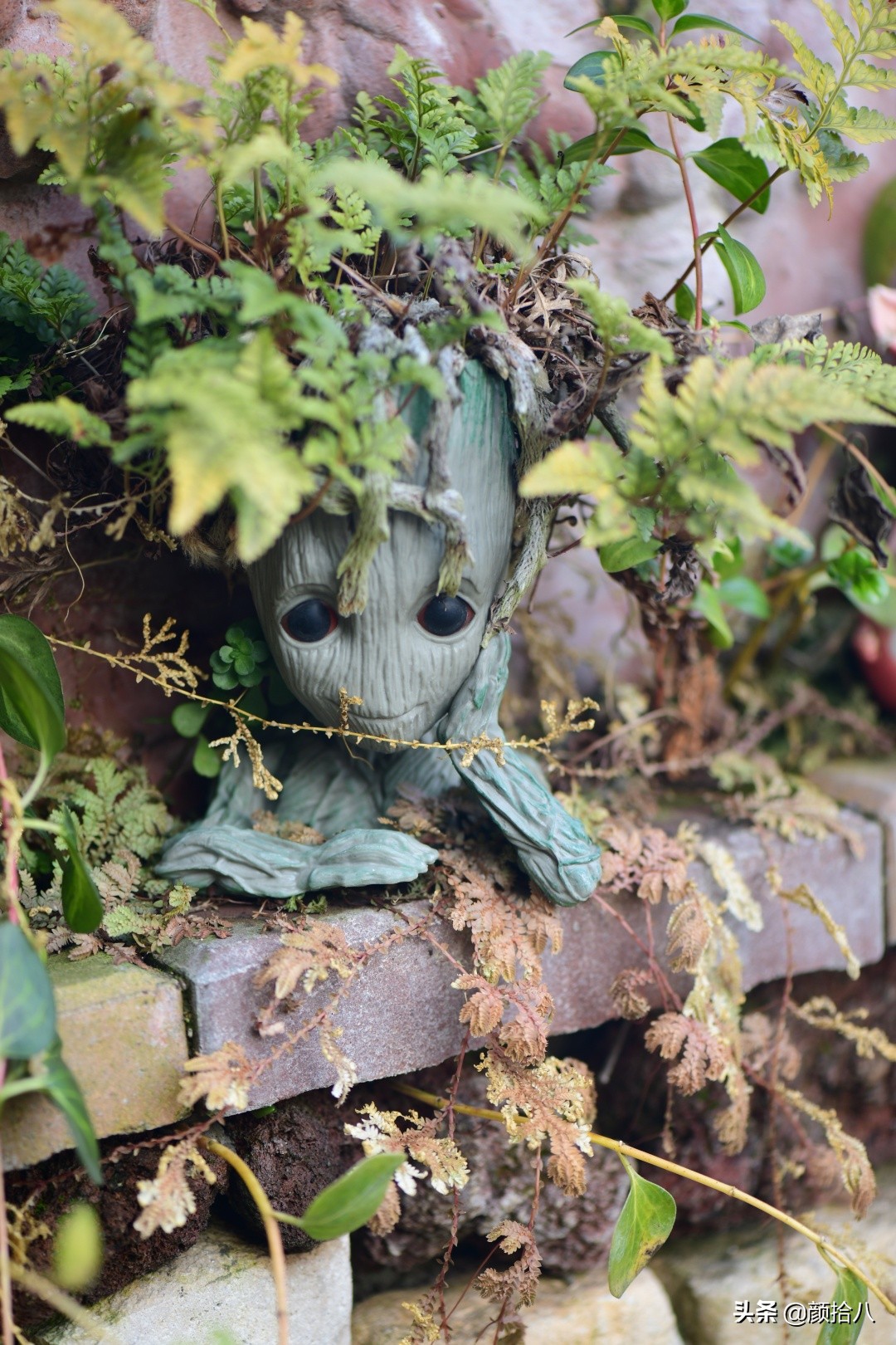 零下9度来袭，花园里的绿色是那么动人|园丁