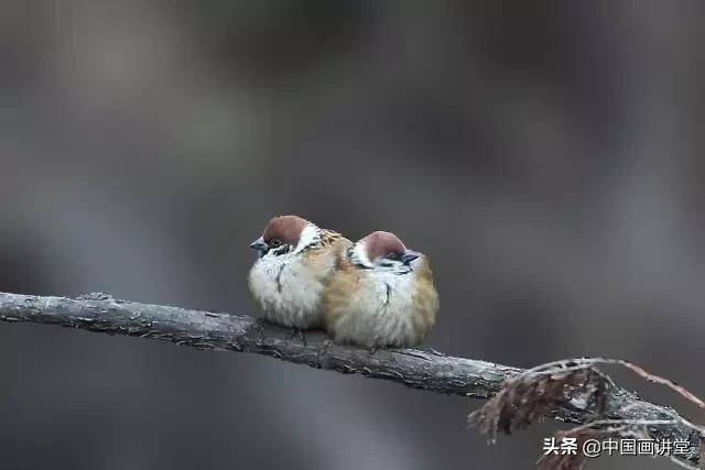 怎么用彩铅画出一只鸟儿,最简单的鸟儿画法