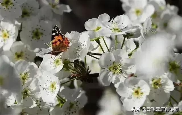 咏蝴蝶的七绝,蝴蝶恋花诗词七绝