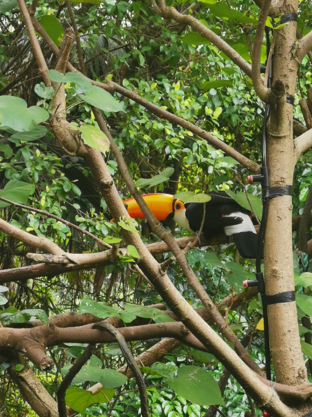 长隆野生动物园值不值得去玩,广州长隆野生动物园在哪里