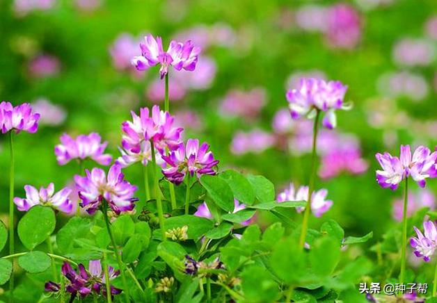 紫云英和洋槐蜂蜜有什么区别,紫云英流蜜的特点