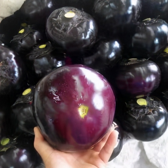 茄子是线茄还是圆茄 (茄子圆茄长茄区别)