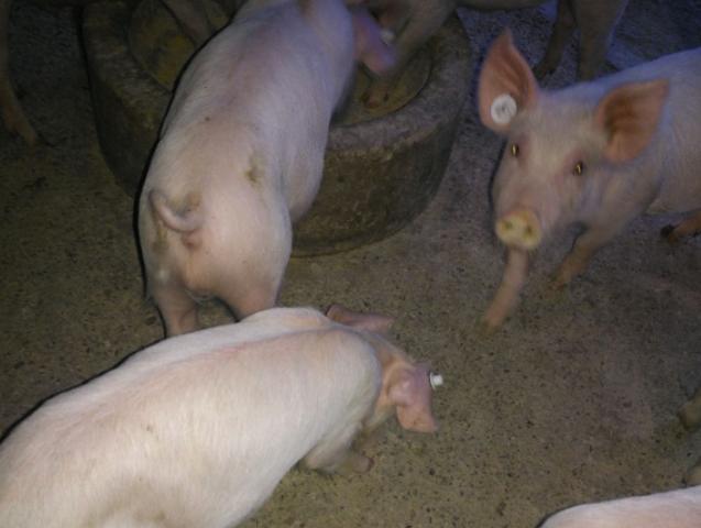 猪不吃东西没精神怎么办,猪不吃食没精神是怎么回事