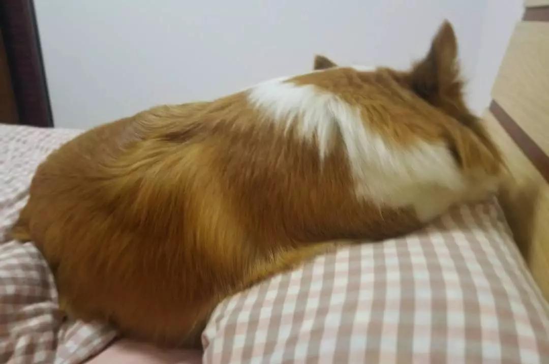 铲屎的都是因为啥和狗吵架，原谅我笑出了声