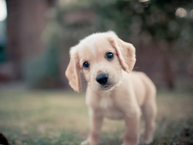 主人,虽然你弃我而去,但我不怨恨你—来自一只狗狗的自白。2