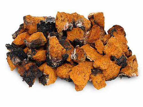 西伯利亚白桦茸价值,科学理性与价值理性的含义