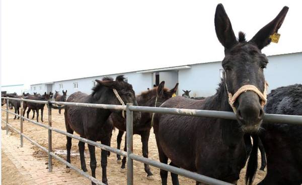 <html>
<head><title>502BadGateway</title></head>
<body>
<center><h1>502BadGateway</h1></center>
<hr><center>nginx</center>
</body>
</html>
<!--apaddingtodisableMSIEandChromefriendlyerrorpage-->
<!--apaddingtodisableMSIEandChromefriendlyerrorpage-->
<!--apaddingtodisableMSIEandChromefriendlyerrorpage-->
<!--apaddingtodisableMSIEandChromefriendlyerrorpage-->
<!--apaddingtodisableMSIEandChromefriendlyerrorpage-->
<!--apaddingtodisableMSIEandChromefriendlyerrorpage-->
