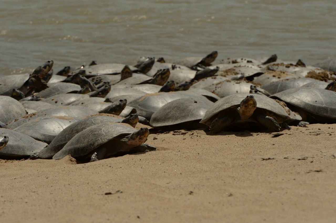 巨型侧颈龟幼龟,巨型侧颈龟下蛋