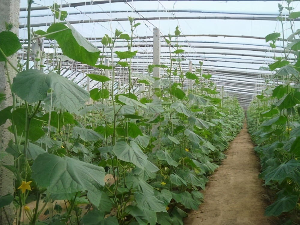 现在大棚黄瓜如何管理,大棚黄瓜怎样管理