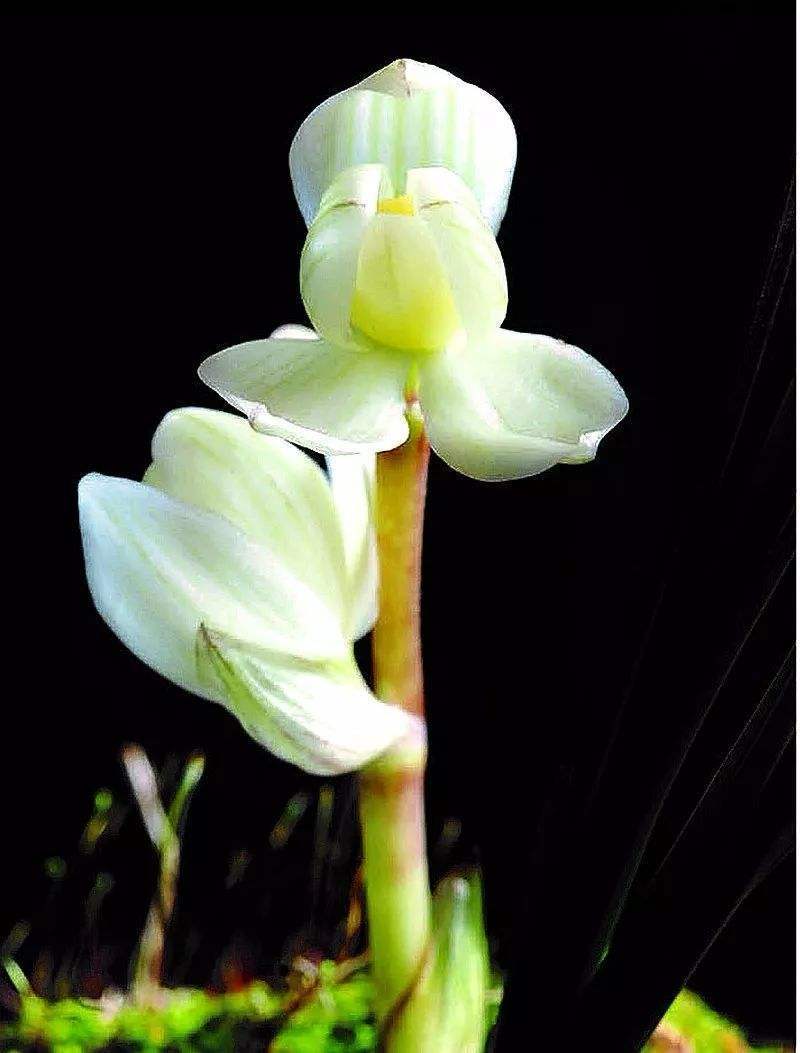 属于国兰的兰花是什么品种,兰花中最名贵兰的品种有哪些