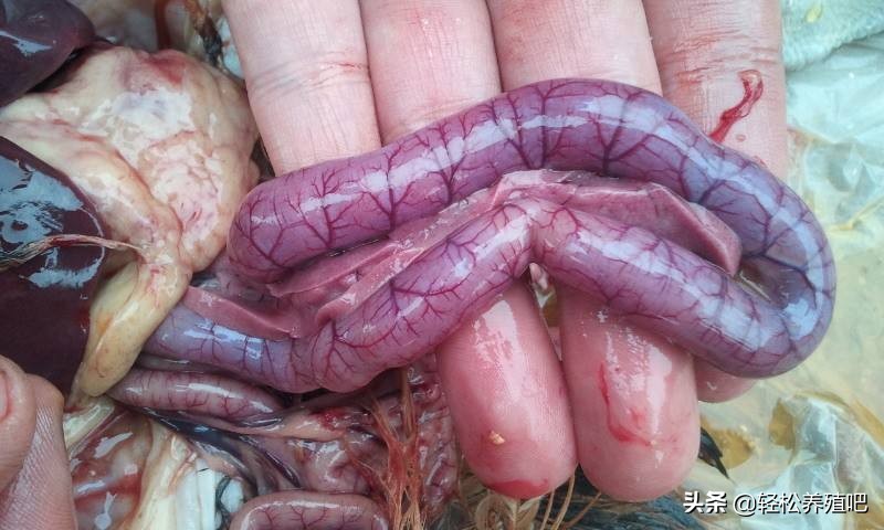 养殖知识分享者,禽病养殖技术大全