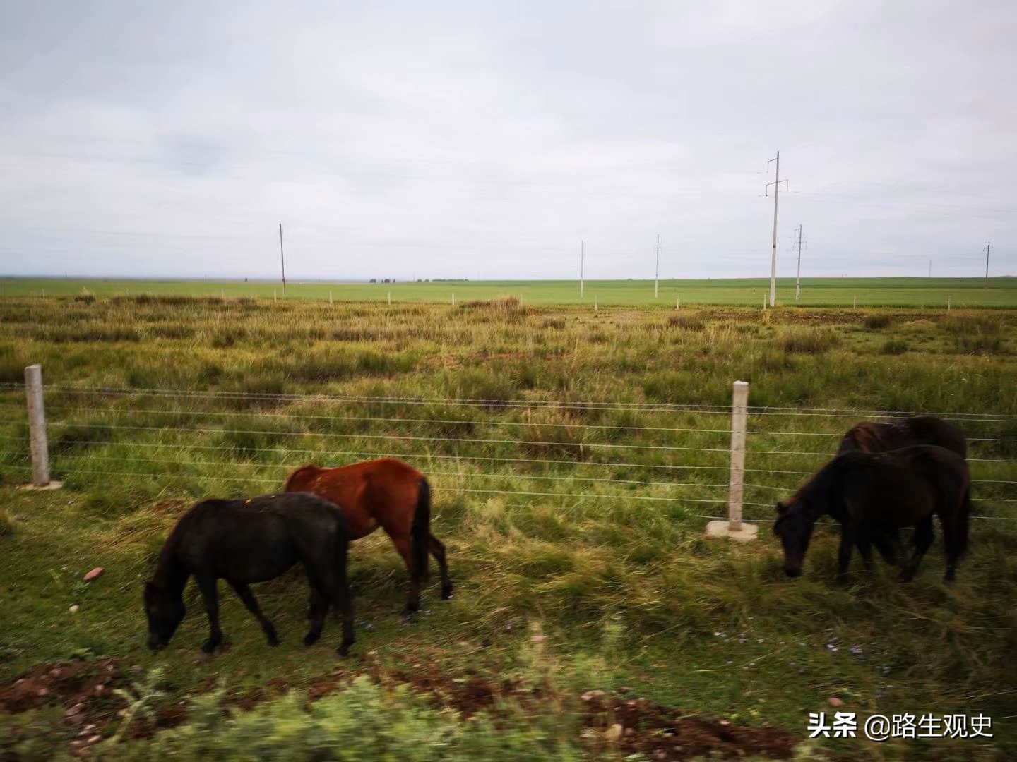 山丹军马场历史,山丹军马场的历史