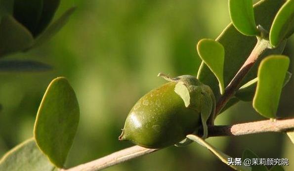 精油初学者入门书籍,精油入门必备护肤品