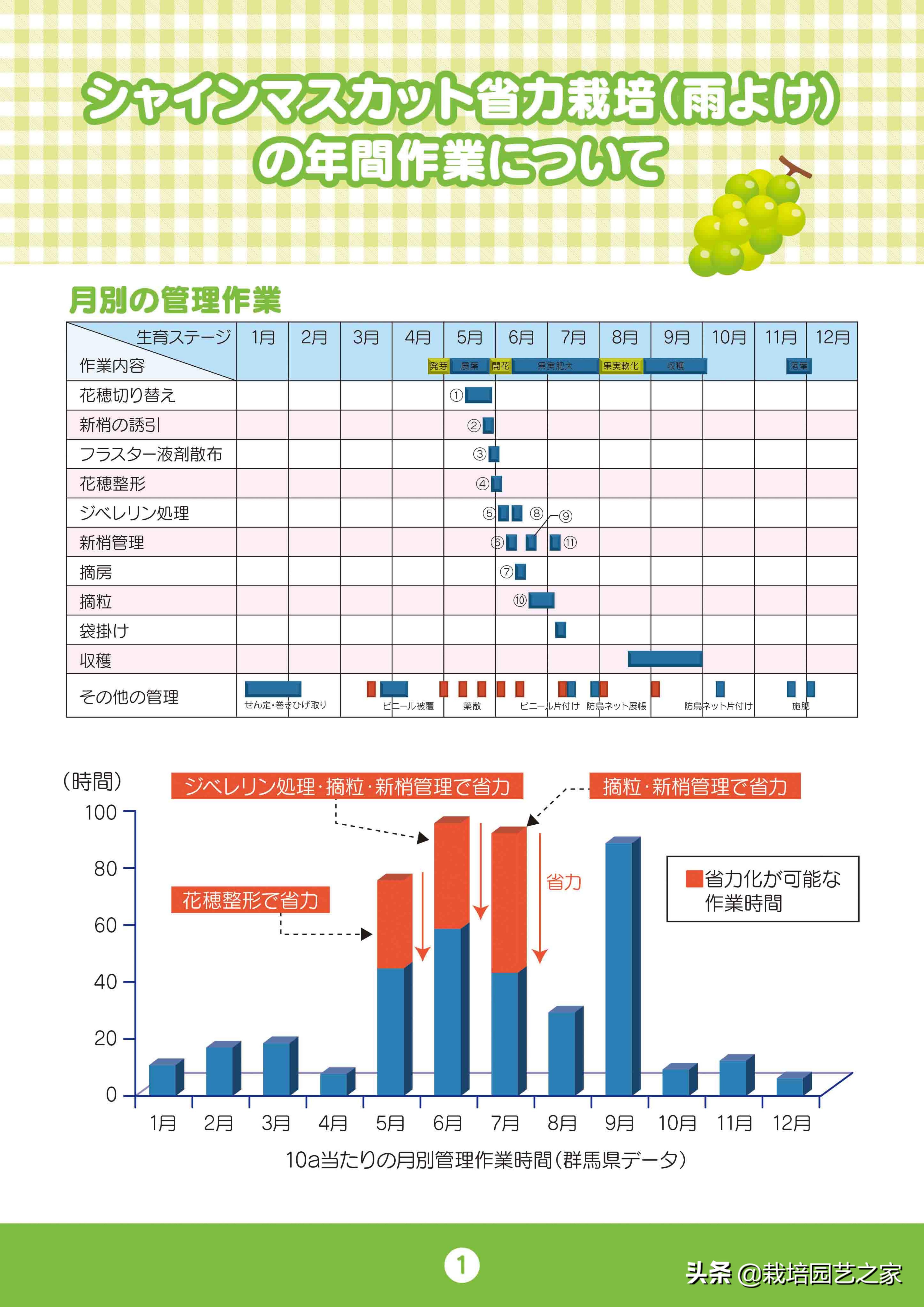 日本阳光玫瑰葡萄全教程,日本阳光玫瑰保果配方