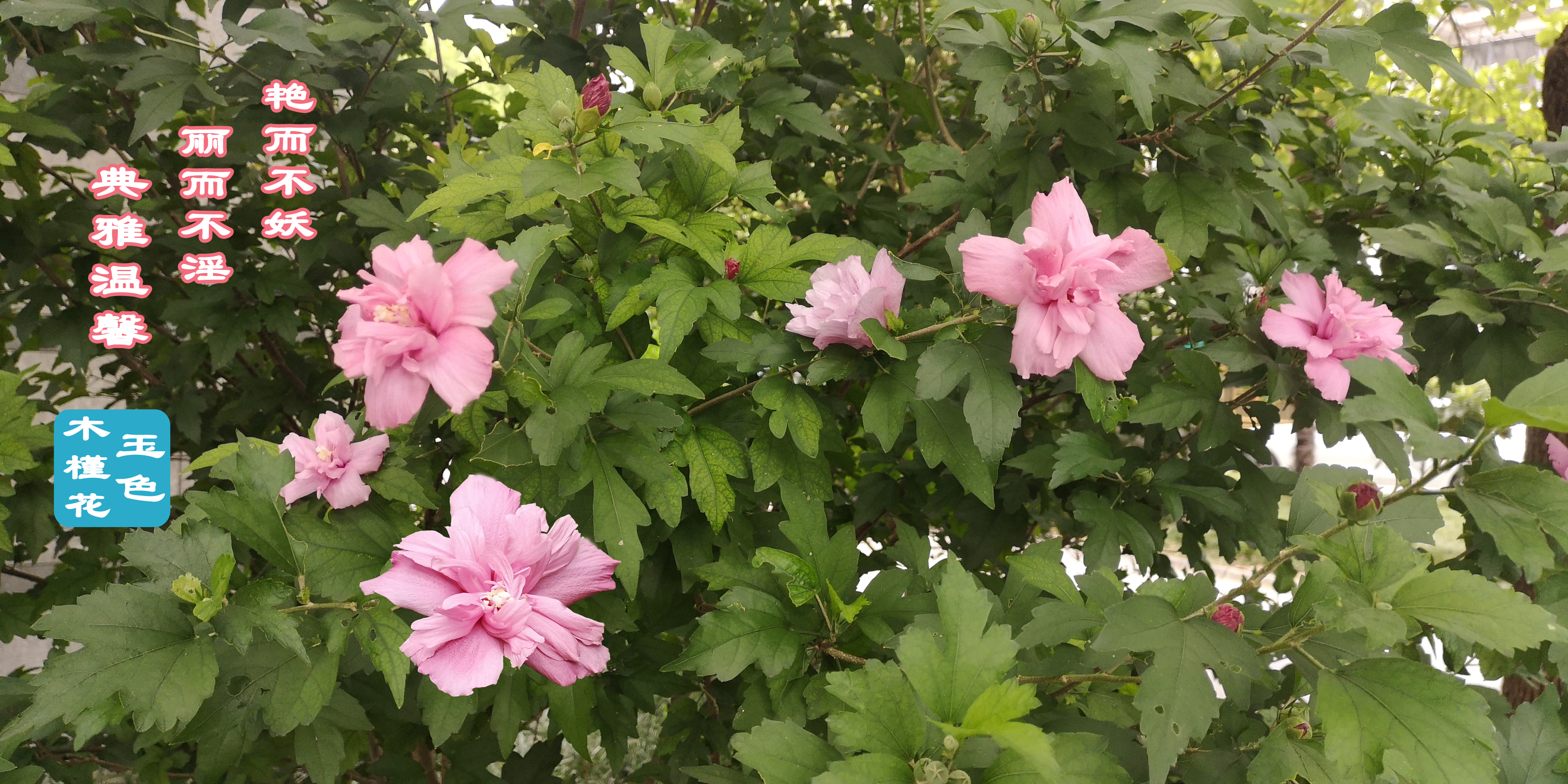 木槿花的原创,木槿花原创