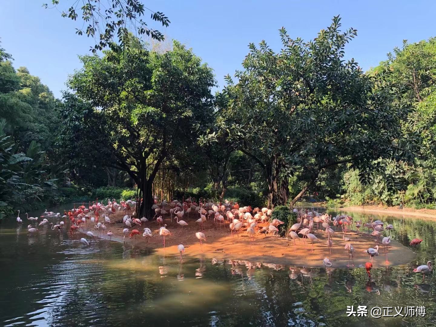 长隆动物园的动物,广州的长隆野生动物园有哪些动物