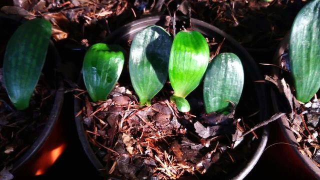 一叶君子兰苗用什么土栽种,君子兰一叶苗的养法