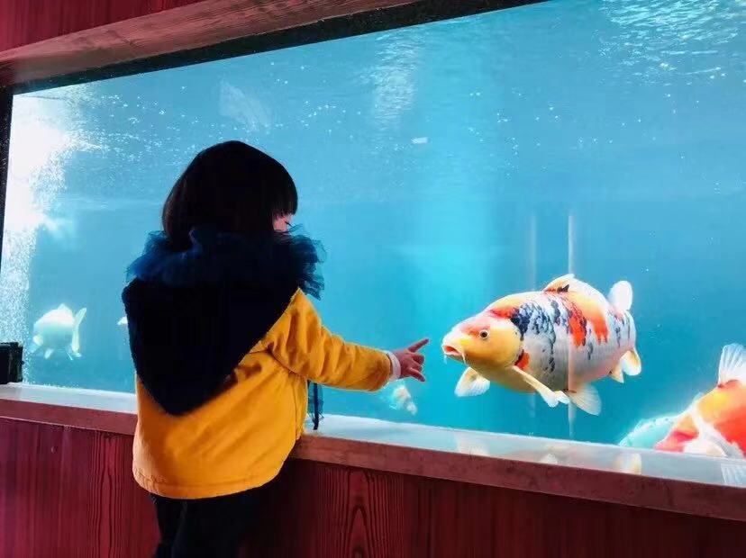 养鱼张哥最新视频,鱼缸怎么养锦鲤鱼最好