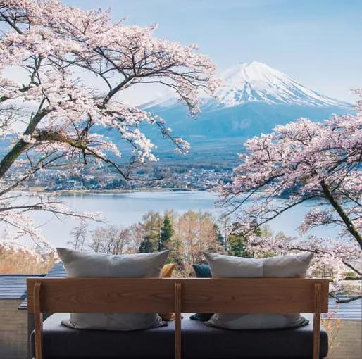 日本樱花现在还在开吗,日本樱花快要开放了吗