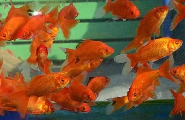 最容易饲养的6种观赏鱼,精心挑选6种最容易饲养的观赏鱼