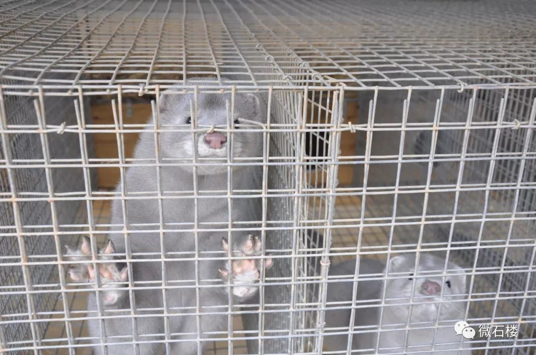 华隆集团董事长苗兴元在石楼县调研银狐产业发展情况