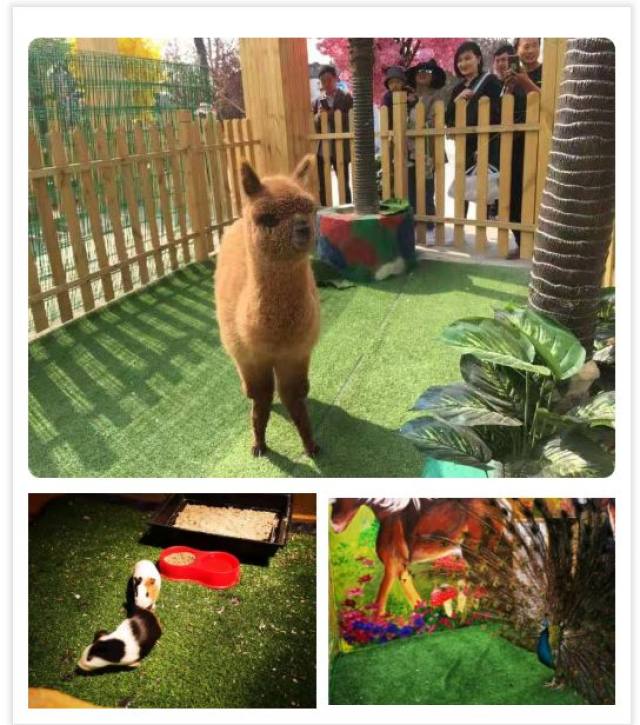 白鹿仓欢迎大家来白鹿仓观看直播,白鹿仓冰雪海洋旅游