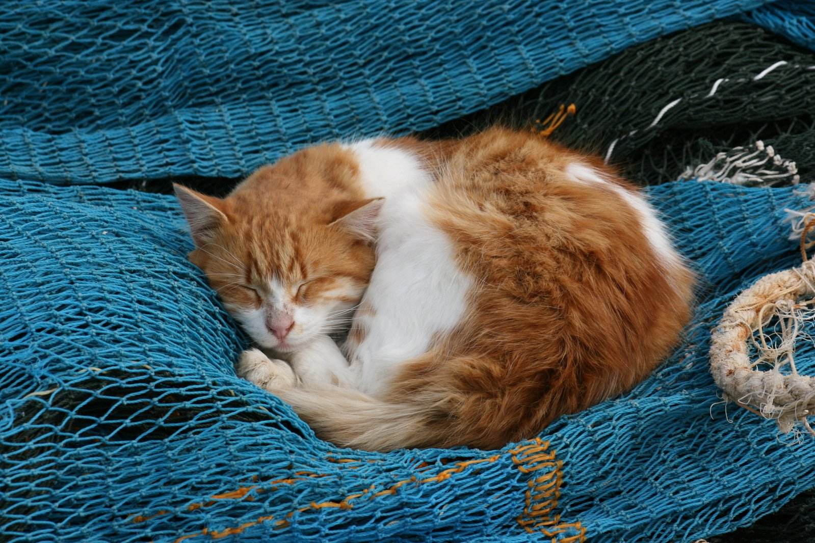 猫咪每天晚上不睡觉的原因,猫咪晚上突然不正常