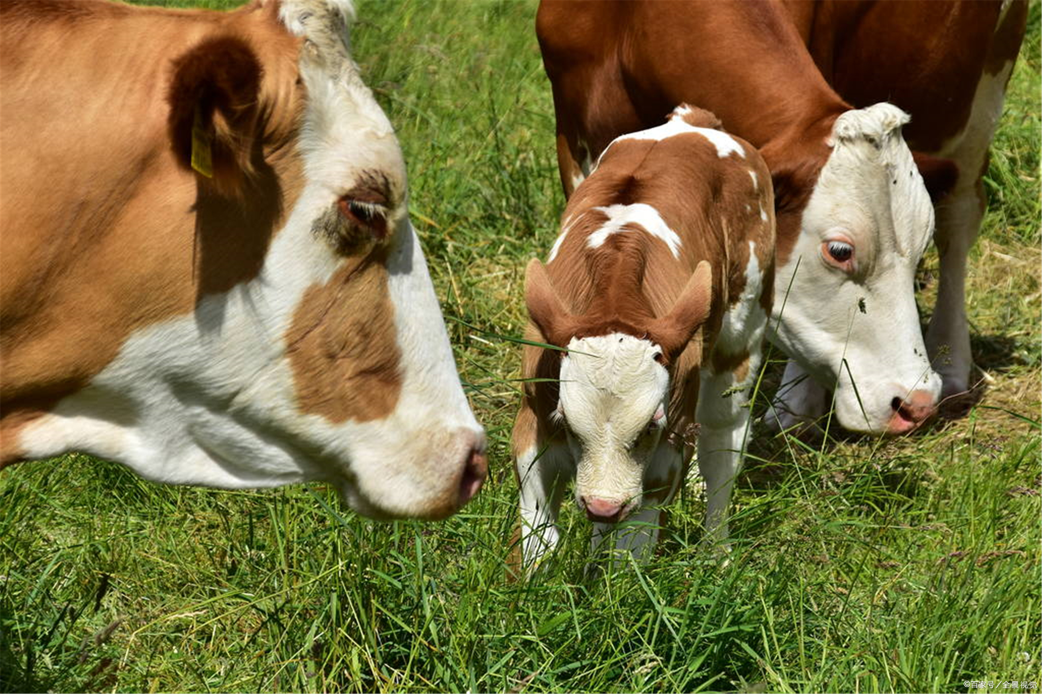 牛不反刍用这个方法治100%有效,不反刍按这个方法治疗百试百灵