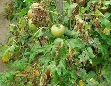 冬春大棚番茄病害怎么防治,番茄早春茬病虫害